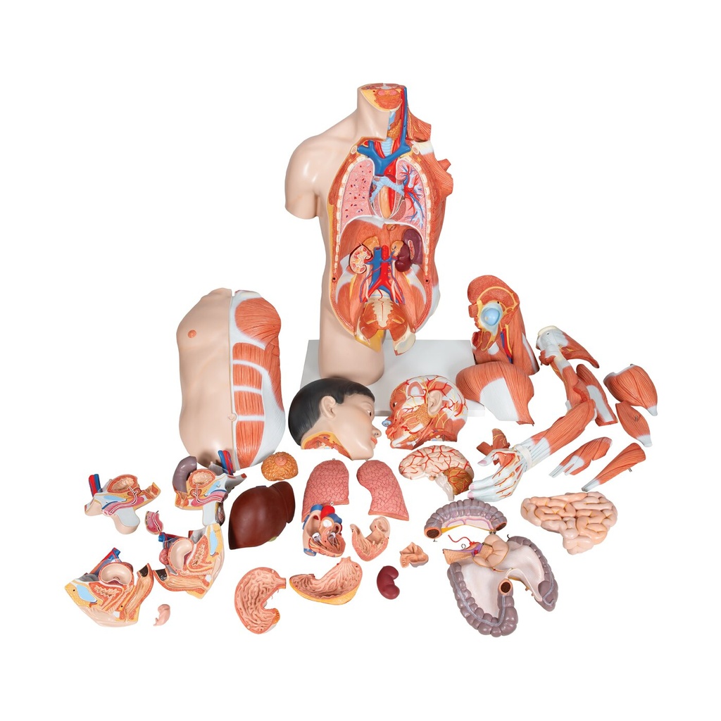 Asiatisches Luxus Torso Modell, mit weiblichen & männlichen Geschlechtsorganen und mit Muskelarm, 33-teilig Asiatisches Luxus Torso Modell, mit weiblichen & männlichen Geschlechtsorganen und mit Muskelarm, 33-teilig