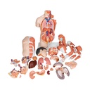 Asiatisches Luxus Torso Modell, mit weiblichen & männlichen Geschlechtsorganen und mit Muskelarm, 33-teilig Asiatisches Luxus Torso Modell, mit weiblichen & männlichen Geschlechtsorganen und mit Muskelarm, 33-teilig