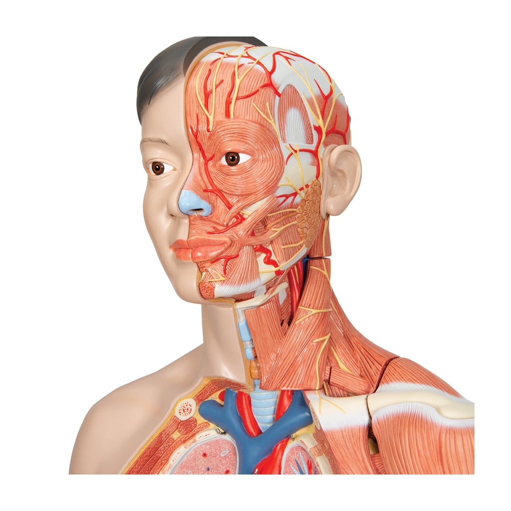 Asiatisches Luxus Torso Modell, mit weiblichen & männlichen Geschlechtsorganen und mit Muskelarm, 33-teilig Asiatisches Luxus Torso Modell, mit weiblichen & männlichen Geschlechtsorganen und mit Muskelarm, 33-teilig