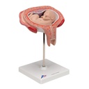 Fetus Modell, 5. Monat, Rückenlage Fetus Modell, 5. Monat, Rückenlage