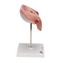Fetus Modell, 5. Monat, Rückenlage Fetus Modell, 5. Monat, Rückenlage