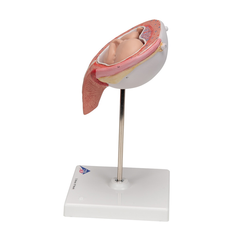 Fetus Modell, 5. Monat, Rückenlage Fetus Modell, 5. Monat, Rückenlage