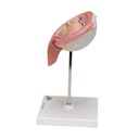 Fetus Modell, 5. Monat, Rückenlage Fetus Modell, 5. Monat, Rückenlage