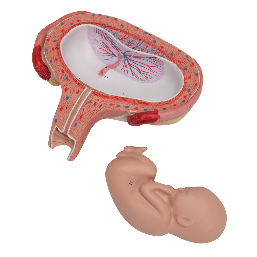 Fetus Modell, 5. Monat, Rückenlage Fetus Modell, 5. Monat, Rückenlage