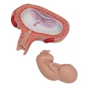 Fetus Modell, 5. Monat, Rückenlage Fetus Modell, 5. Monat, Rückenlage
