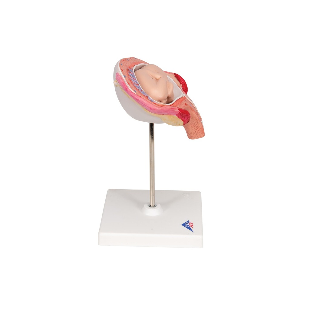 Fetus Modell, 4. Monat, Bauchlage Fetus Modell, 4. Monat, Bauchlage