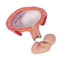 Fetus Modell, 4. Monat, Bauchlage Fetus Modell, 4. Monat, Bauchlage