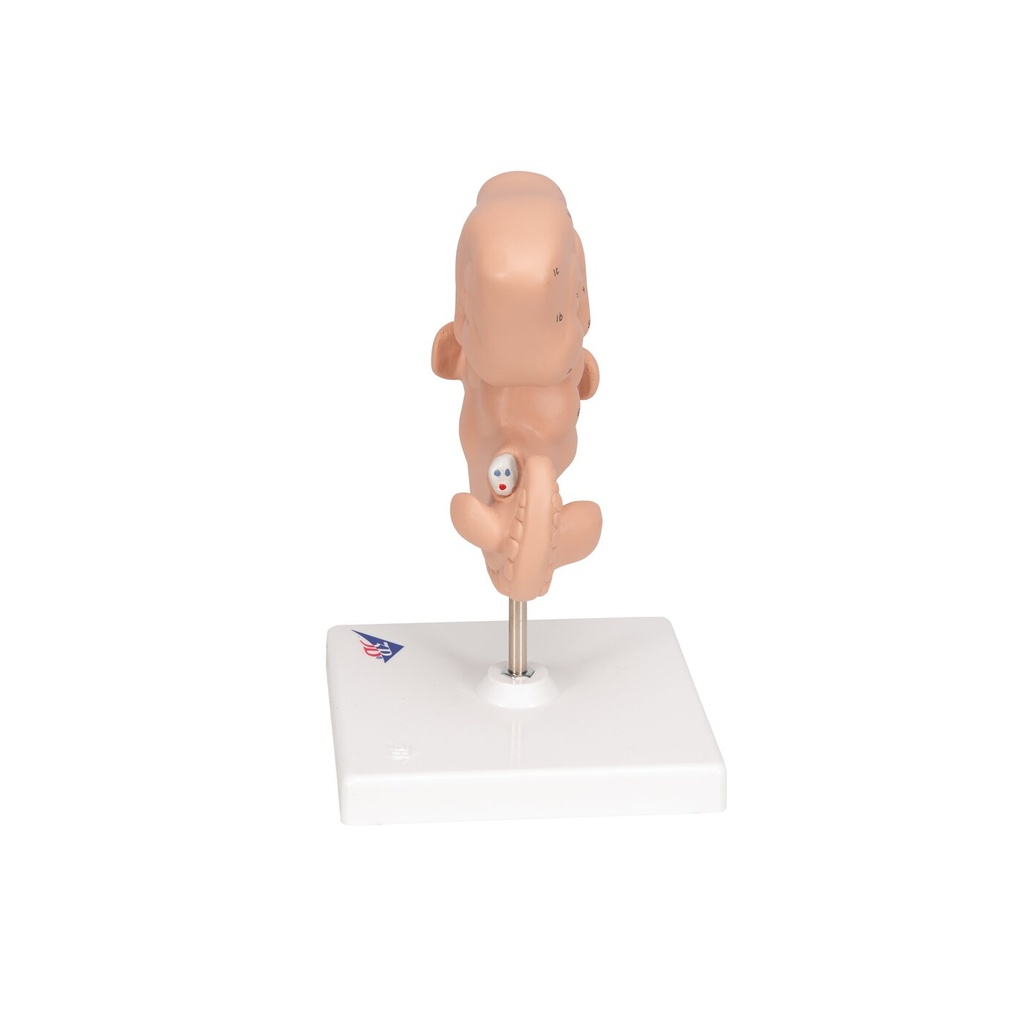 Embryo Modell, 25-fache Grösse Embryo Modell, 25-fache Grösse