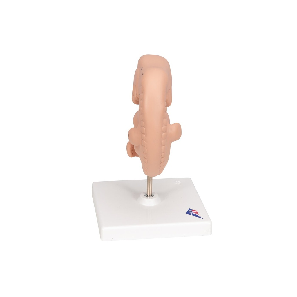 Embryo Modell, 25-fache Grösse Embryo Modell, 25-fache Grösse