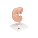 Embryo Modell, 25-fache Grösse Embryo Modell, 25-fache Grösse