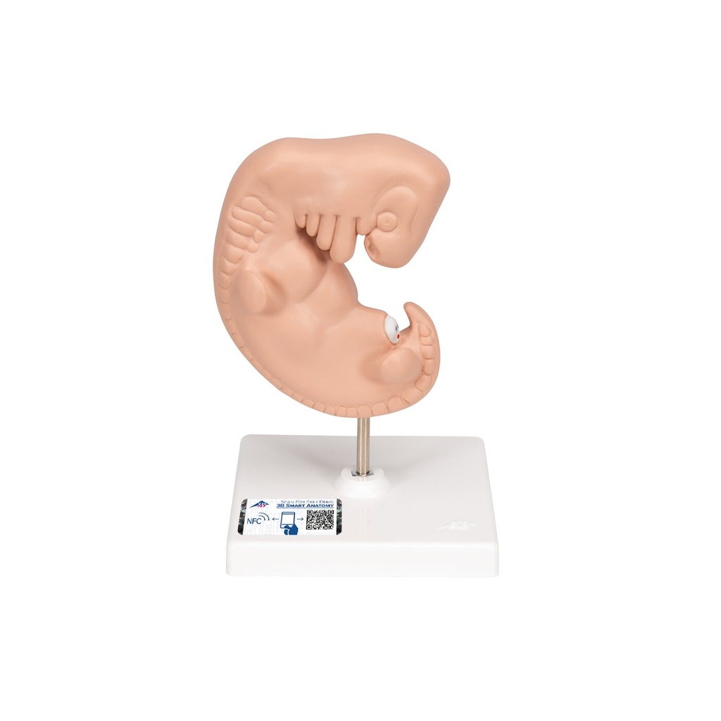 Embryo Modell, 25-fache Grösse Embryo Modell, 25-fache Grösse