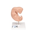 Embryo Modell, 25-fache Grösse Embryo Modell, 25-fache Grösse