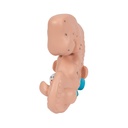 Embryo Modell, 25-fache Grösse Embryo Modell, 25-fache Grösse