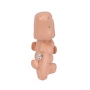 Embryo Modell, 25-fache Grösse Embryo Modell, 25-fache Grösse