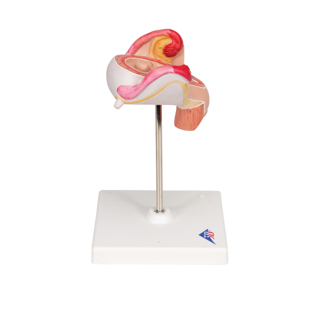 Embryo Modell, 2. Monat Embryo Modell, 2. Monat