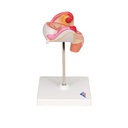 Embryo Modell, 2. Monat Embryo Modell, 2. Monat