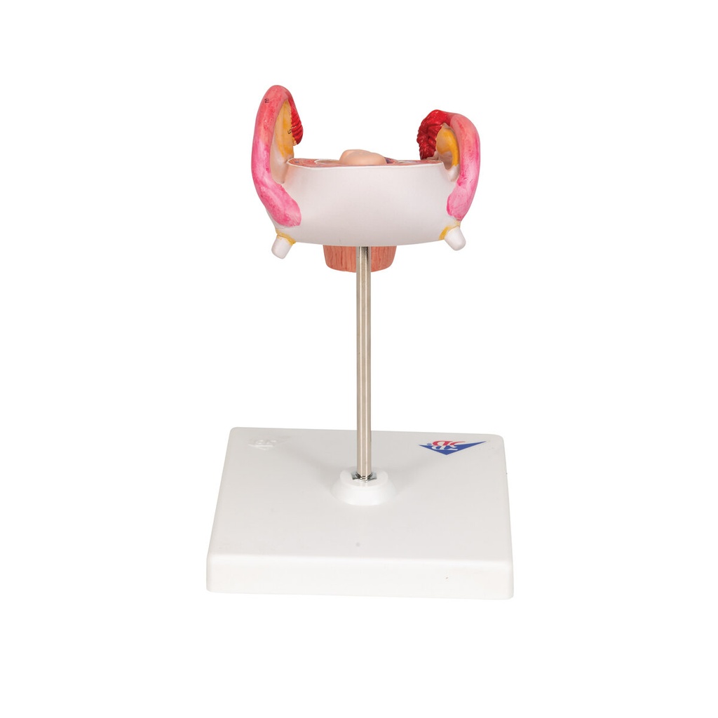 Embryo Modell, 2. Monat Embryo Modell, 2. Monat