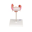 Embryo Modell, 2. Monat Embryo Modell, 2. Monat