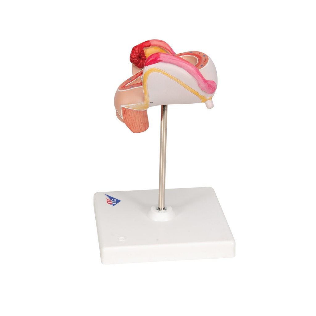 Embryo Modell, 2. Monat Embryo Modell, 2. Monat