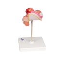 Embryo Modell, 2. Monat Embryo Modell, 2. Monat