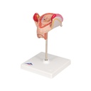 Embryo Modell, 2. Monat Embryo Modell, 2. Monat