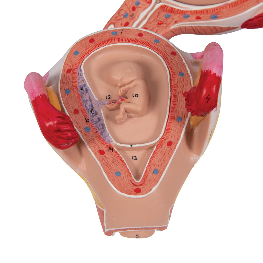Embryo Modell, 2. Monat Embryo Modell, 2. Monat