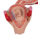 Embryo Modell, 2. Monat Embryo Modell, 2. Monat