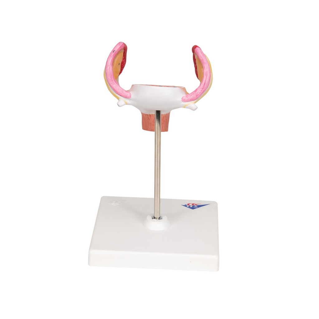 Embryo Modell, 1. Monat