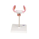 Embryo Modell, 1. Monat