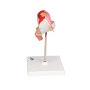 Embryo Modell, 1. Monat