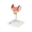Embryo Modell, 1. Monat