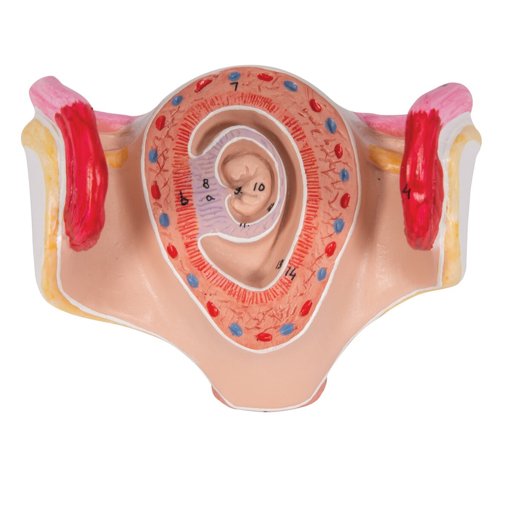 Embryo Modell, 1. Monat