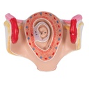 Embryo Modell, 1. Monat