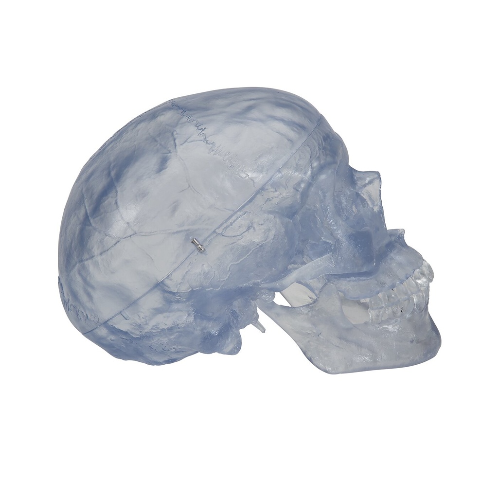 Transparentes Schädel Modell Klassik, 3-teilig Transparentes Schädel Modell Klassik, 3-teilig