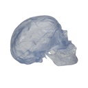 Transparentes Schädel Modell Klassik, 3-teilig Transparentes Schädel Modell Klassik, 3-teilig