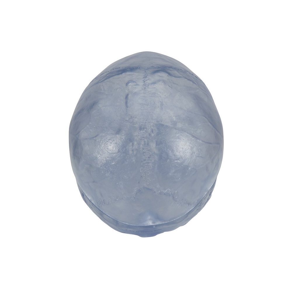 Transparentes Schädel Modell Klassik, 3-teilig Transparentes Schädel Modell Klassik, 3-teilig