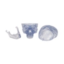 Transparentes Schädel Modell Klassik, 3-teilig Transparentes Schädel Modell Klassik, 3-teilig