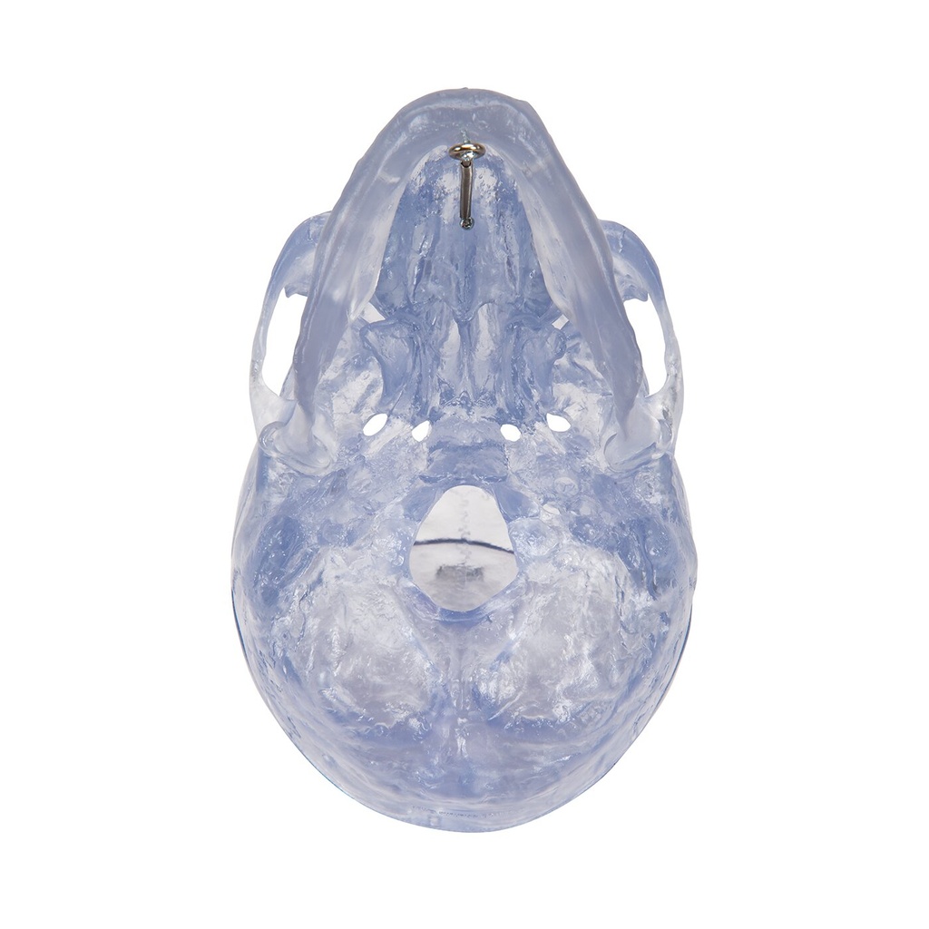 Transparentes Schädel Modell Klassik, 3-teilig Transparentes Schädel Modell Klassik, 3-teilig