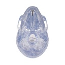 Transparentes Schädel Modell Klassik, 3-teilig Transparentes Schädel Modell Klassik, 3-teilig