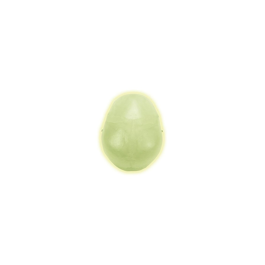 Neonschädel Neonschädel