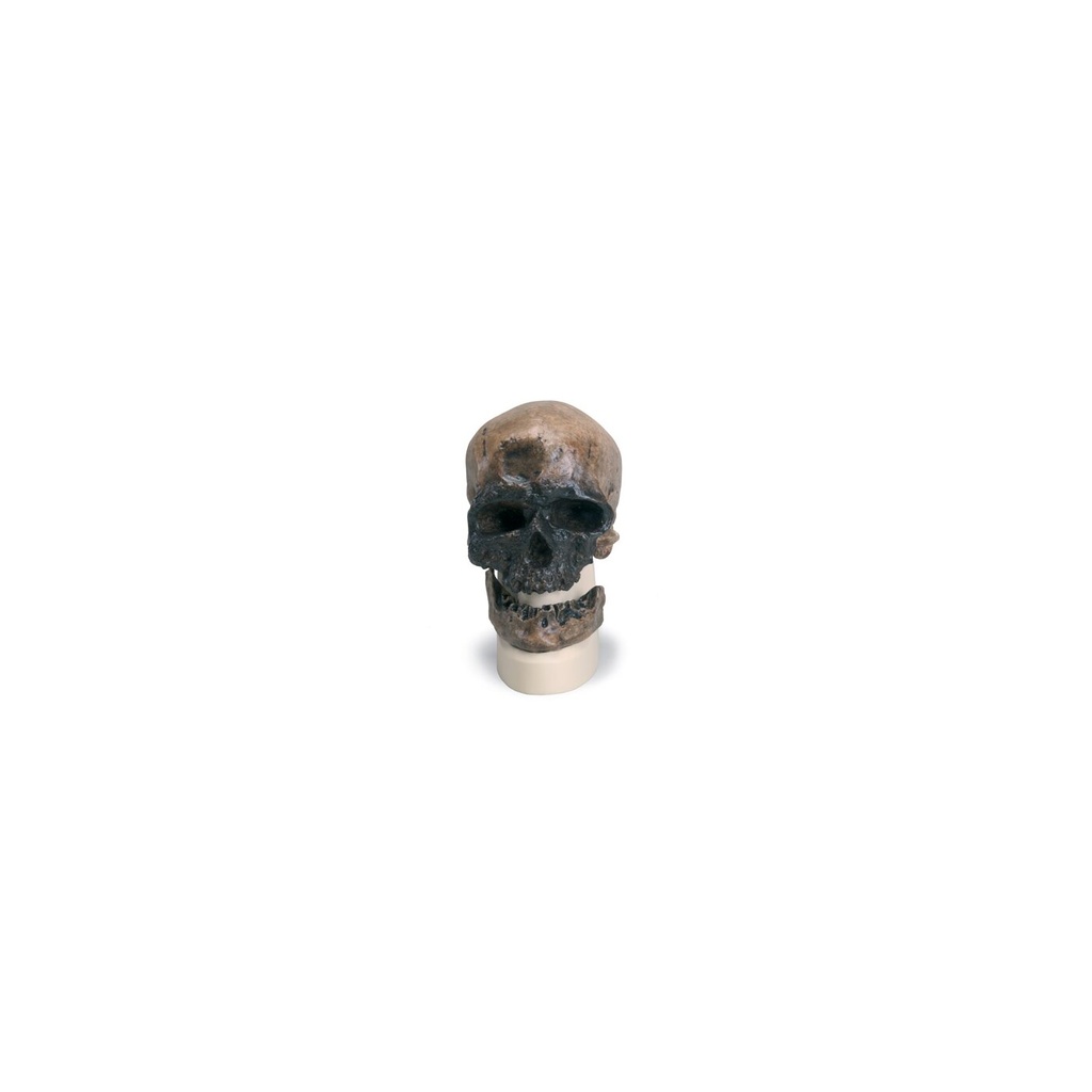 Modell Schädelreplikat Homo sapiens (Crô-Magnon) Modell Schädelreplikat Homo sapiens (Crô-Magnon)