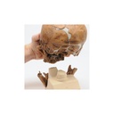 Modell Schädelreplikat Homo neanderthalensis (La Chapelle-aux-Saints 1) Modell Schädelreplikat Homo neanderthalensis (La Chapelle-aux-Saints 1)