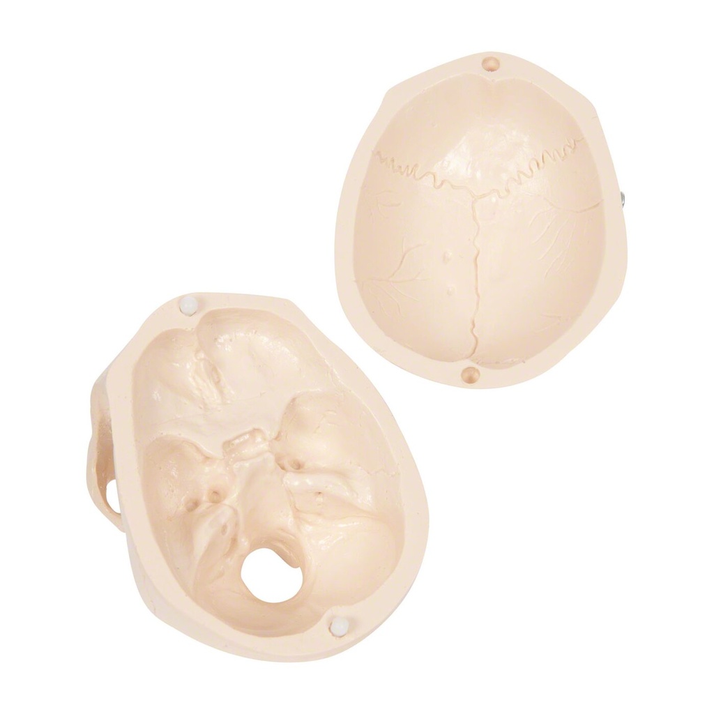 Mini-Schädel mit Muskeldarstellung, 3-tlg. Mini-Schädel mit Muskeldarstellung, 3-tlg.
