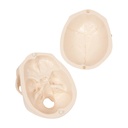 Mini-Schädel mit Muskeldarstellung, 3-tlg. Mini-Schädel mit Muskeldarstellung, 3-tlg.