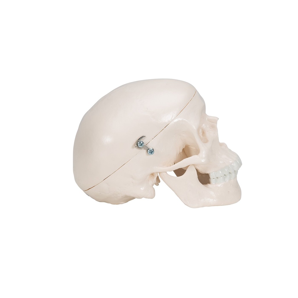 Mini Anatomie Modell Menschlicher Schädel, 3-teilig Mini Anatomie Modell Menschlicher Schädel, 3-teilig