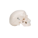 Mini Anatomie Modell Menschlicher Schädel, 3-teilig Mini Anatomie Modell Menschlicher Schädel, 3-teilig