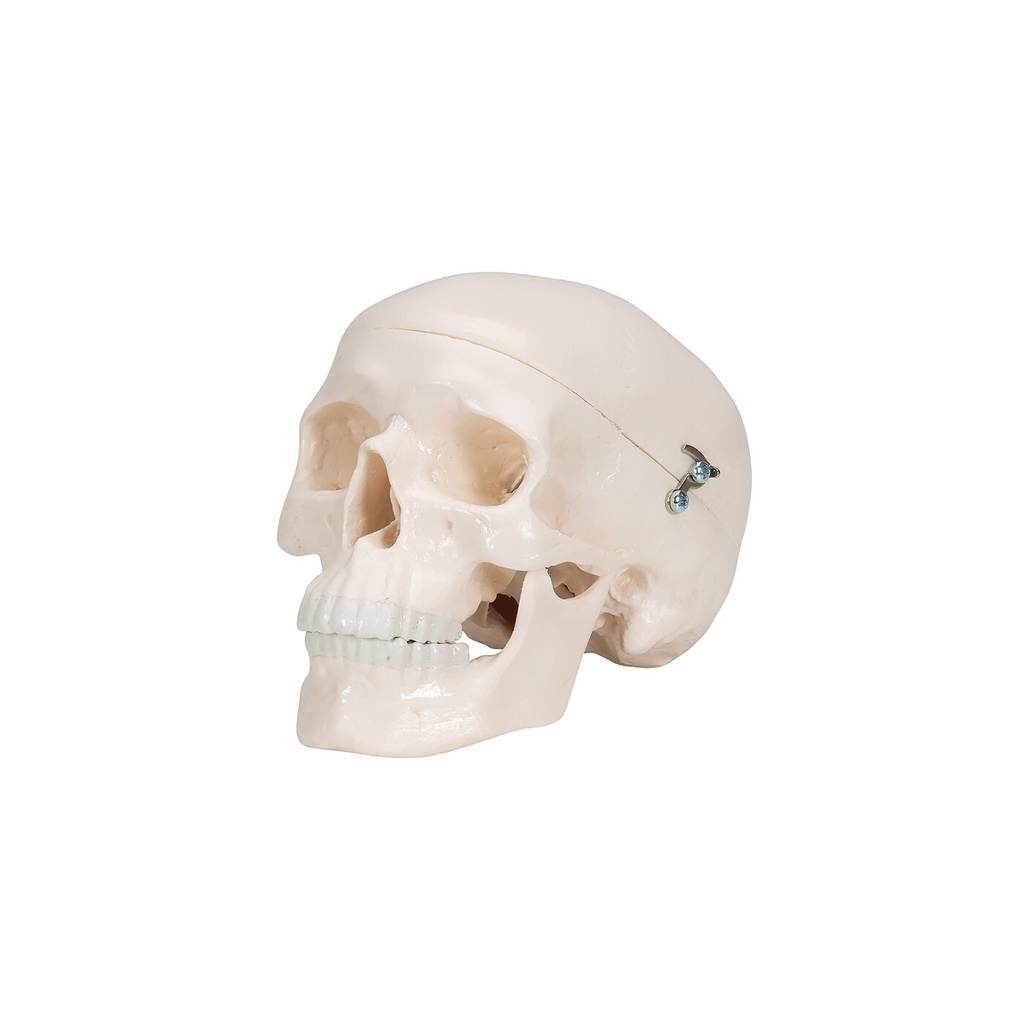 Mini Anatomie Modell Menschlicher Schädel, 3-teilig Mini Anatomie Modell Menschlicher Schädel, 3-teilig