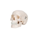 Mini Anatomie Modell Menschlicher Schädel, 3-teilig Mini Anatomie Modell Menschlicher Schädel, 3-teilig