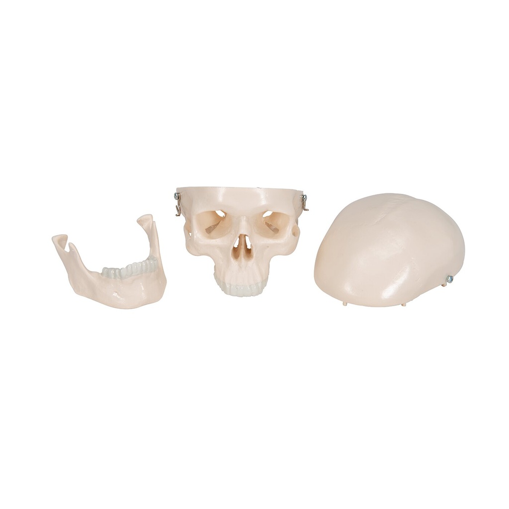 Mini Anatomie Modell Menschlicher Schädel, 3-teilig Mini Anatomie Modell Menschlicher Schädel, 3-teilig