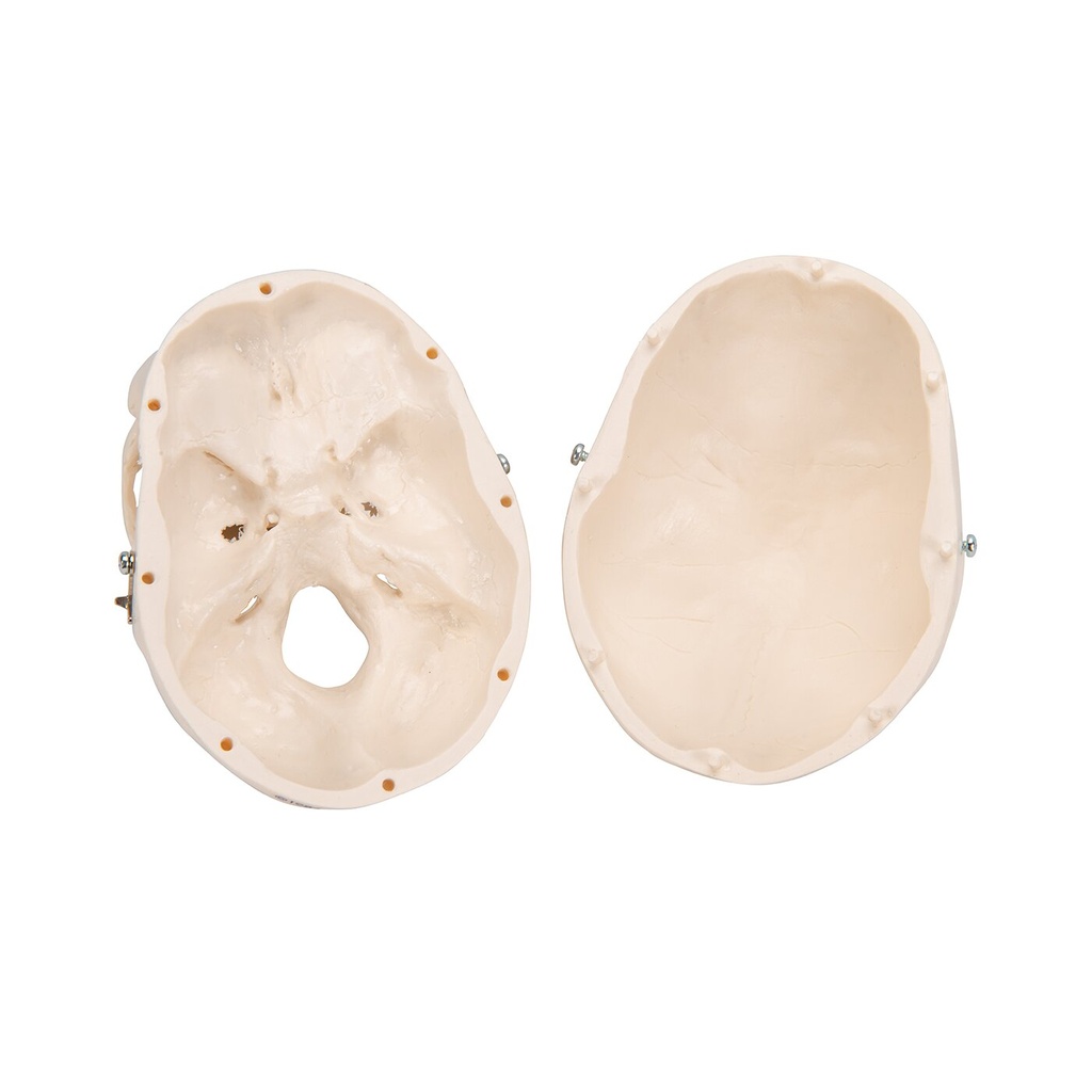 Mini Anatomie Modell Menschlicher Schädel, 3-teilig Mini Anatomie Modell Menschlicher Schädel, 3-teilig